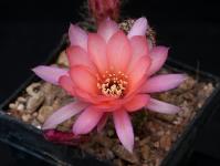 Thumbnail of 1936_Chamaecereus Hybride rosa_20150610_01(1).JPG